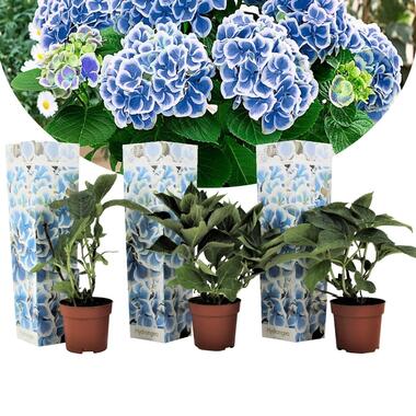 Hydrangea bicolor 'Bavaria' - Blauw - Set van 3 - Pot 9cm - Hoogte 25-40cm product