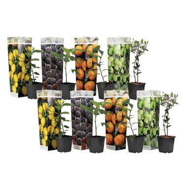 Medi Mix - Set de 8 - Arbres fruitiers méditerranéen - Pot 9cm - Hauteur 25-40cm product