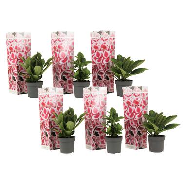 Hydrangea bicolor 'Camilla' roze - Hortensia - Set van 6 - ⌀9cm - Hoogte 25-40cm product