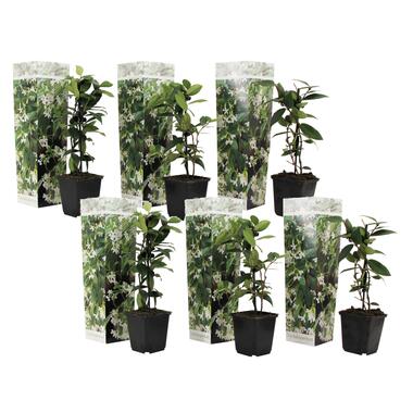 Toscaanse Jasmijn - Set van 6 - Wit - Tuinplanten - Pot 9cm - Hoogte 25-40cm product