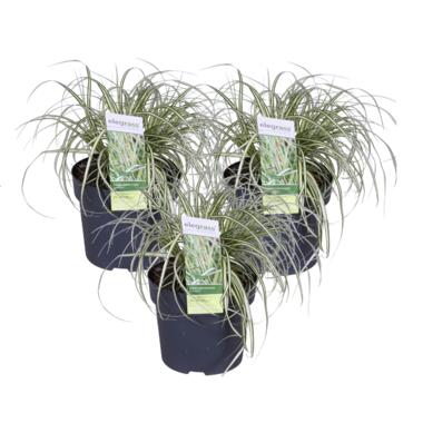 Carex hachijoensis 'Evergold' - Siergras - Set van 3 - Pot 14cm - Hoogte 25-35cm product