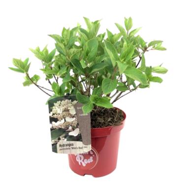Hydrangea paniculata Wim's Red - Hortensia - ⌀19cm - Hoogte 25-40cm product
