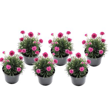 Armeria maritima - Set van 6 - Roze tuinplanten - Pot 12cm - Hoogte 20-30cm product
