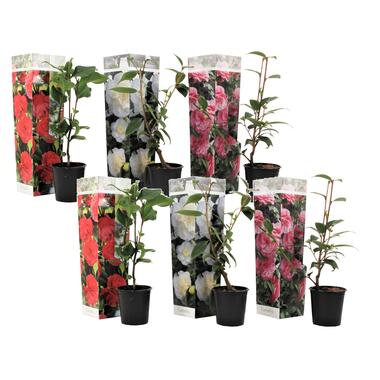 Camellia Japonica - Mix van 6 - Rozen - Rood wit roze - Pot 9cm - Hoogte 25-40cm product