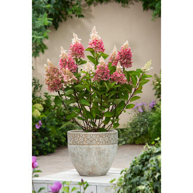 Hydrangea 'Pinky Winky' - Set van 4 - Pluimhortensia - Pot 19cm - Hoogte 25-40cm product