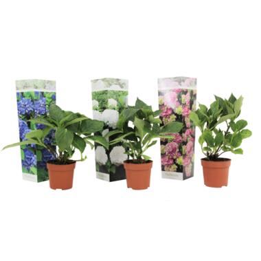 Hydrangea macrophylla - Mix van 3 - Hortensia - Pot 9cm - Hoogte 25-40cm product