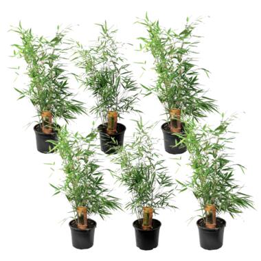 Fargesia Rufa - Set de 6 - Bambou non invasif - Pot 13cm - Hauteur 25-40cm product