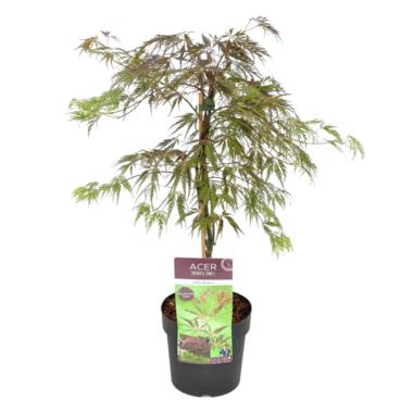 Acer palmatum 'Inaba-shidare' - Japanse Esdoorn - Pot 13cm - Hoogte 30-40cm product