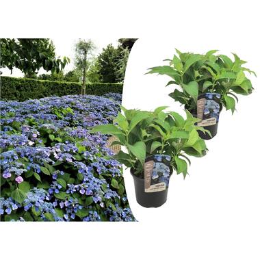 Hydrangea serrata Zomerglans - Set van 2 - Hortensia - Pot 19cm - Hoogte 25-40cm product