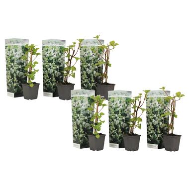 Hydrangea 'Petiolaris’ - Set van 6 - Klimhortensia - Pot 9cm - Hoogte 25-40cm product