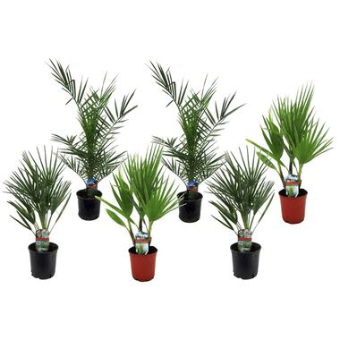 Palmiers d'extérieur - Mélange de 6 - Pot 15cm - Hauteur 50-70cm product