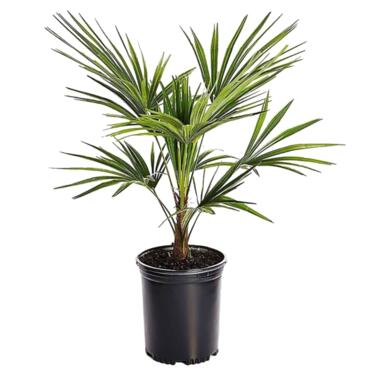 Trachycarpus Fortunei - Palmier éventail - Pot 15cm - Hauteur 35-45cm product