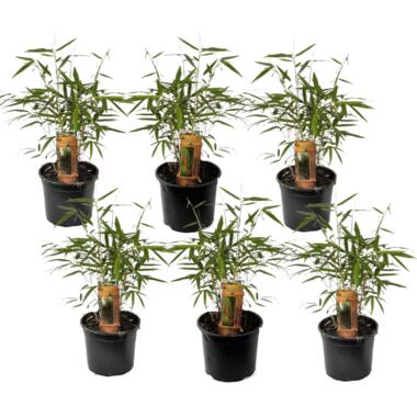 Fargesia Asian - Set van 6 - Niet woekerende Bamboe - Pot 13cm - Hoogte 25-40cm product