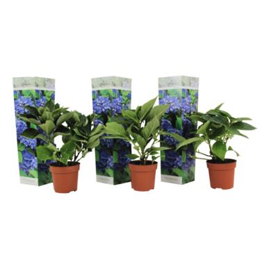 Hydrangea macrophylla - Blauw - Set van 3 - Hortensia - Pot 9cm - Hoogte 25-40cm product