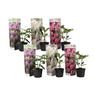 Rhododendron - Mélange de 6 - Violet,blanc,rose - Pot 9cm - Hauteur 25-40cm product