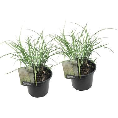 Prachtriet - Set van 2 - Miscanthus 'Gracillimus' - Hoogte 40-60cm - ⌀23cm product