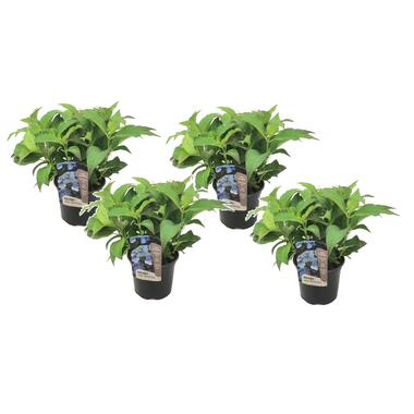 Hydrangea serrata Zomerglans - Set van 4 - Hortensia - Pot 19cm - Hoogte 25-40cm product