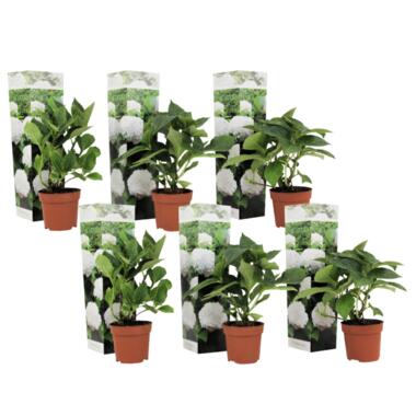 Hydrangea macrophylla - Blanc - Set de 6 - Hortensia - Pot 9cm - Hauteur 25-40cm product