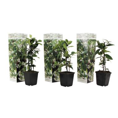 Toscaanse Jasmijn - Set van 3 - Tuinplanten - Wit - Pot 9cm - Hoogte 25-40cm product
