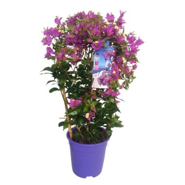 Bougainvillea 'Alexandra' - Violet - Plante jardin - Pot 17cm - Hauteur 50-60cm product