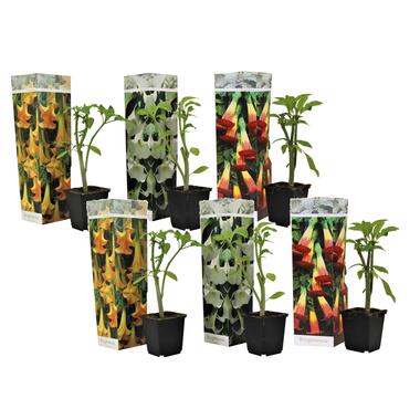 Brugmansia - Mélange de 6 - Fleurs de jardin - Pot 9cm - Hauteur 25-40cm product