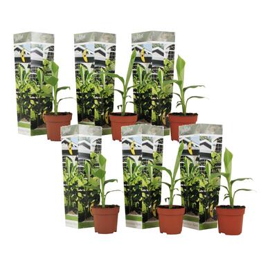 Musa Basjoo - Set van 6 - Bananenplant - Tuinplant - Pot 9cm - Hoogte 25-40cm product