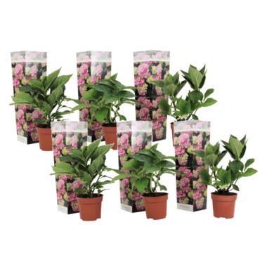 Hydrangea macrophylla - Rose - Set de 6 - Hortensia - Pot 9cm - Hauteur 25-40cm product