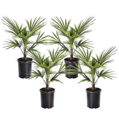 Trachycarpus Fortunei - Set de 4 - Palmier éventail - Pot 15cm - Hauteur 35-45cm product