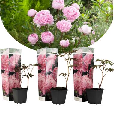 Set van 3 Pioenrozen Rose - Peony Pink - Pot 9cm - Hoogte 25-40cm product