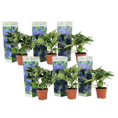 Hydrangea macrophylla - Blauw - Set van 6 - Hortensia - Pot 9cm - Hoogte 25-40cm product