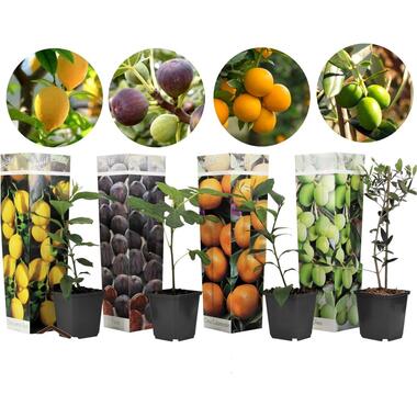 Medi Mix - Set van 8 - Mediterrane Fruitbomen - Pot 9 cm - Hoogte 25 - 40 cm product