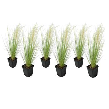 Stipa tenuifolia 'Pony Tails' - Set van 6 - Gras - Pot 9cm - Hoogte 20-30cm product