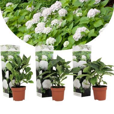 Hydrangea macroph. Wit - Set van 3 - Hortensiaroos - Pot 9cm - Hoogte 25-40cm product