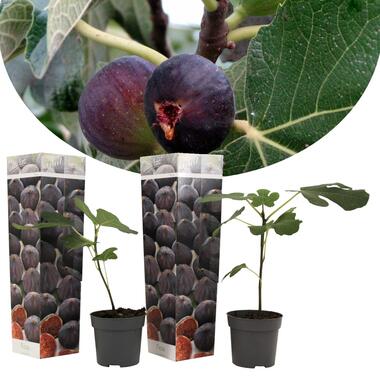 Ficus Carica 'Figuier' - Set de 2 Pot 9cm - Hauteur 25-40cm product