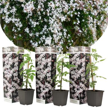 Set van 3 Jasminum Officinale - Jasmijn - Pot 9cm -Hoogte 25-40cm product