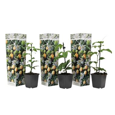 Mix van 3 Passiflora Edulis - Passievrucht - Pot 9cm - Hoogte 25-40cm product