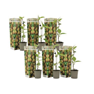 Kiwi Actinidia 'Jenny' - Set van 6 - Kiwiplanten - Pot 9cm - Hoogte 20-40cm product
