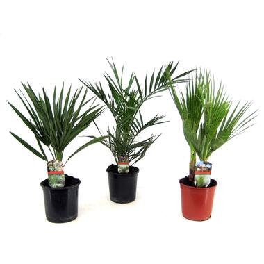 Buiten Palmbomen Mix - Mix van 3 planten - Pot 15cm - Hoogte 50-70cm product