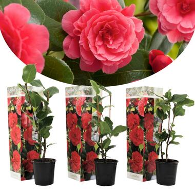 Camellia Japonica - Set van 3 - Rood - Japanse Rozen - Pot 9cm - Hoogte 25-40cm product