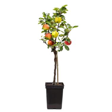 Appelboom 'Trio' - Malus - Pot 17cm - Hoogte 60-70cm product