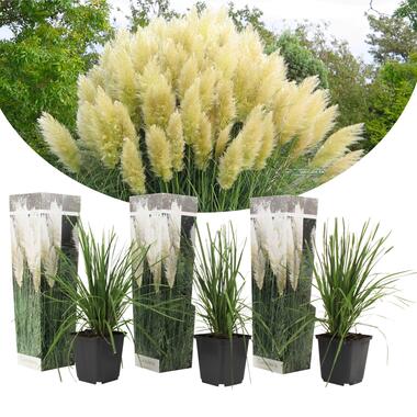 Set van 3 witte Pampas grassen - Cortaderia selloana - Pot 9cm - Hoogte 20-30cm product
