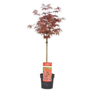 Acer palmatum 'Shaina' - Érable japonais - Pot 19cm - Hauteur 80-90cm product