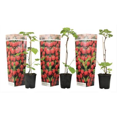 Frambozenplant - Set van 3 - Frambozenstruik - Pot 9cm - Hoogte 25-40cm product