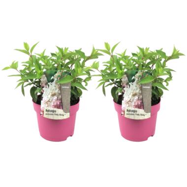 Hydrangea 'Pinky Winky' - Set van 2 - Pluimhortensia - Pot 19cm - Hoogte 25-40cm product