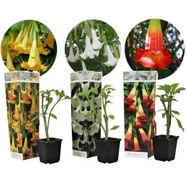Brugmansia - Mélange de 3 - Fleurs de jardin - Pot 9cm - Hauteur 25-40cm product