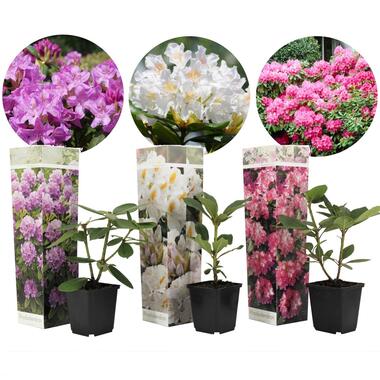 Rhododendron - Mix van 3 - Paars wit roze - Tuinplant - Pot 9cm - Hoogte 25-40cm product