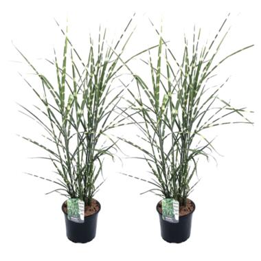 Miscanthus Zebrinus - Herbe ornementale - Set de 2 - Pot 23cm - Hauteur 20-30cm product