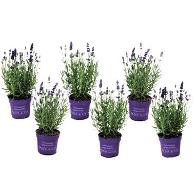 Lavendelplant - Lavandula angustifolia - Set van 6 - ⌀10,5cm - Hoogte 10-15cm product