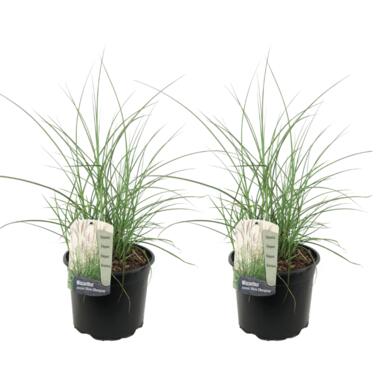 Miscanthus sinensis 'Kleine Silberspinne' - Set de 2 - Pot 23cm - Hauteur20-30cm product