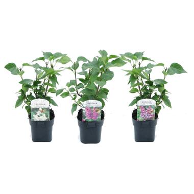 Syringa vulgaris - Mélange de 3 - Lilas commun - Pot 17cm - Hauteur 25-40cm product